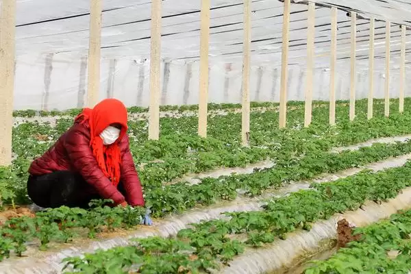 大棚土豆的种植方法是怎样的,大棚土豆怎么种植插图3 大棚土豆的种植方法是怎样的,大棚土豆怎么种植插图3