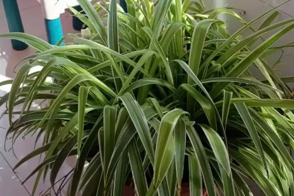 吊兰的品种数量及种类,吊兰的品种有多少常见的有哪些插图1 吊兰的品种数量及种类,吊兰的品种有多少常见的有哪些插图1