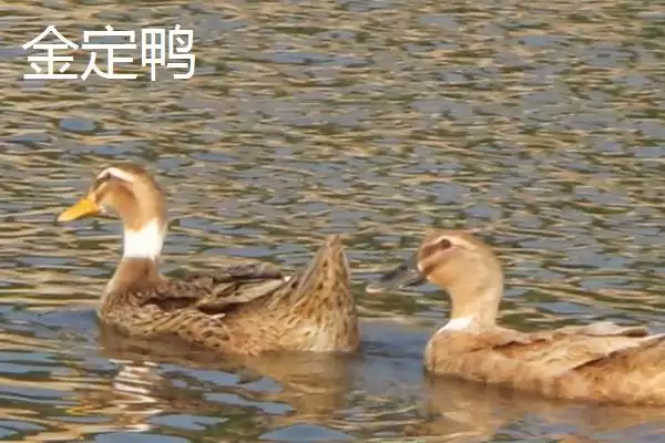 产蛋多的蛋鸭有哪些品种呢,产蛋多的蛋鸭品种插图1 产蛋多的蛋鸭有哪些品种呢,产蛋多的蛋鸭品种插图1