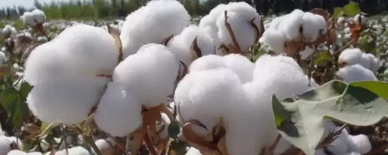 露地直播4月中下旬播种铜杂411棉花种子-会东网