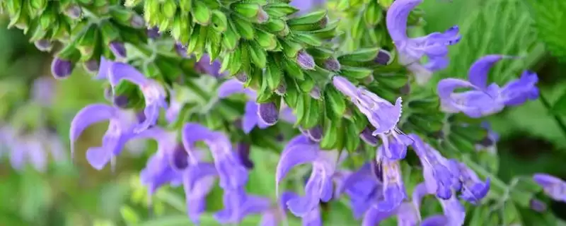 丹参的蜜源植物属性,丹参是不是蜜源植物有何依据插图 丹参的蜜源植物属性,丹参是不是蜜源植物有何依据插图