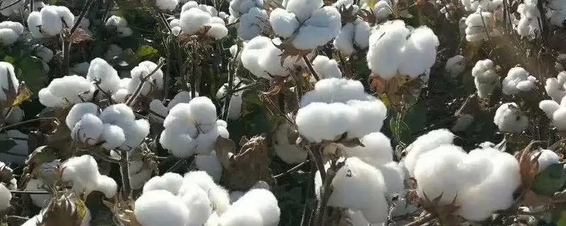 全生育期138天新彩棉11号棉花种子全介绍-会东网