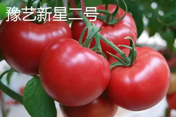 番茄新品种介绍,番茄有哪些各具特色的新品种插图1 番茄新品种介绍,番茄有哪些各具特色的新品种插图1