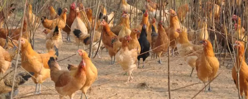 柴鸡的养殖有哪些注意事项呢,柴鸡的养殖注意事项插图 柴鸡的养殖有哪些注意事项呢,柴鸡的养殖注意事项插图