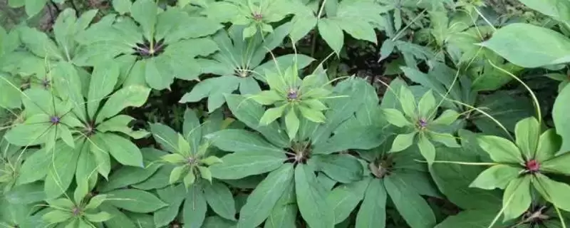 草河车的种植技术和方法是怎样呢,草河车的种植技术插图 草河车的种植技术和方法是怎样呢,草河车的种植技术插图