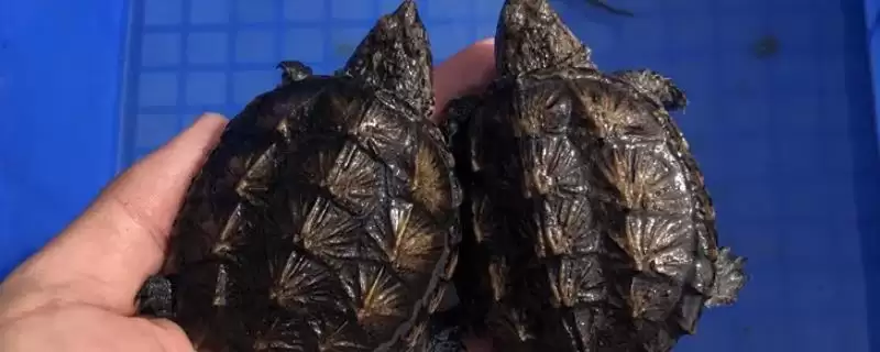 杂佛鳄龟喜欢吃哪些肉食蔬果?-会东网