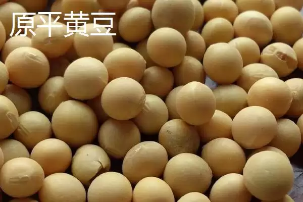 山西原平市有何特产及市场好评?插图3 山西原平市有何特产及市场好评?插图3