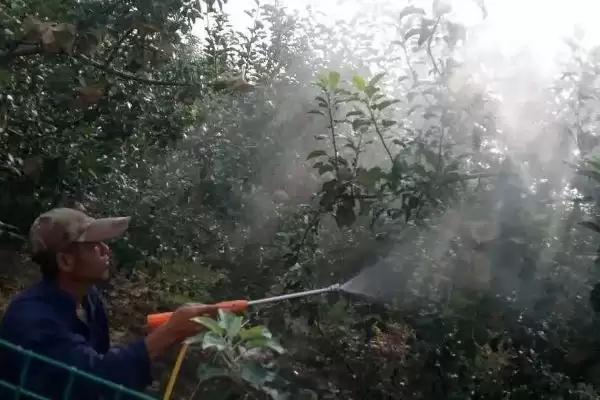 波尔多液的使用方法是怎样呢,波尔多液使用方法插图1