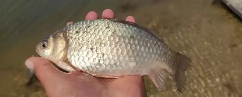 初夏钓鲫鱼怎样选择钓点好呢,初夏钓鲫鱼怎样选钓点插图 初夏钓鲫鱼怎样选择钓点好呢,初夏钓鲫鱼怎样选钓点插图