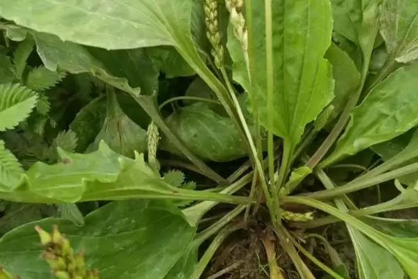 常见的野菜有哪些种类和名称呢,常见的野菜插图16 常见的野菜有哪些种类和名称呢,常见的野菜插图16