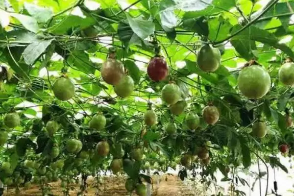 百香果种植前景,百香果未来的种植前景如何插图3 百香果种植前景,百香果未来的种植前景如何插图3