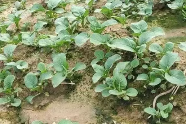 菜苔怎么进行选种呢及要点呢,菜苔怎么选种插图2 菜苔怎么进行选种呢及要点呢,菜苔怎么选种插图2
