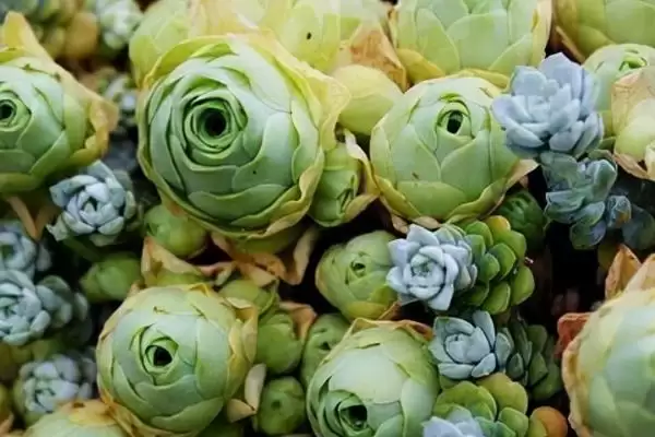 春天怎样种植山地玫瑰及步骤呢,春天如何种植山地玫瑰插图3 春天怎样种植山地玫瑰及步骤呢,春天如何种植山地玫瑰插图3