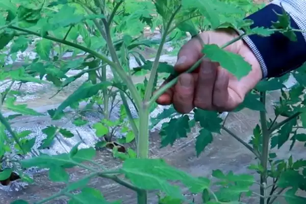 番茄的种植管理,番茄的种植管理方法从哪里开始插图2