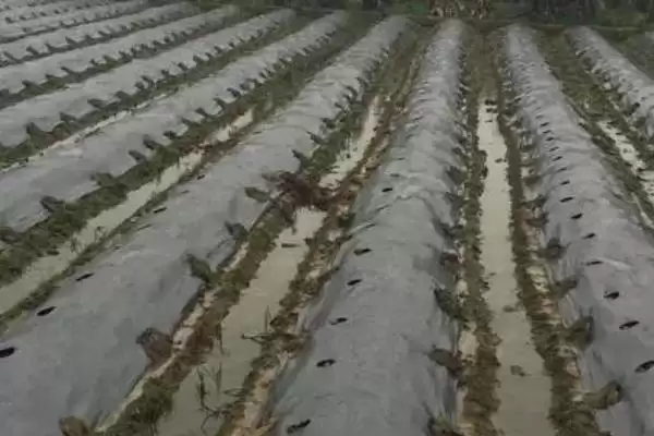地膜土豆与胡萝卜套种技巧,地膜土豆与胡萝卜套种有哪些技巧插图2