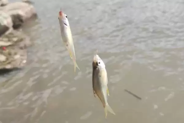 船钉子鱼是一种怎样的鱼呢,船钉子鱼是什么鱼插图3