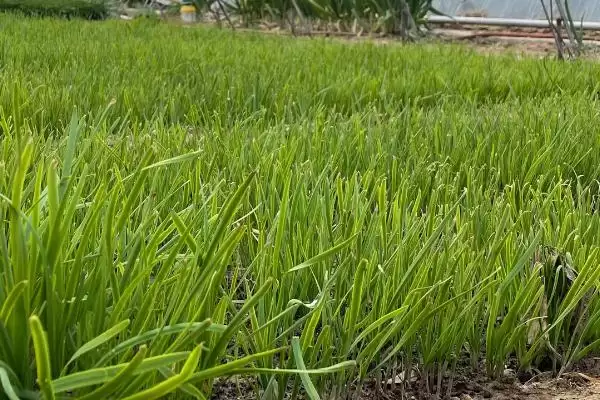 地里地蛆的处理方法措施,地里有地蛆怎么办有何处理方法插图3 地里地蛆的处理方法措施,地里有地蛆怎么办有何处理方法插图3