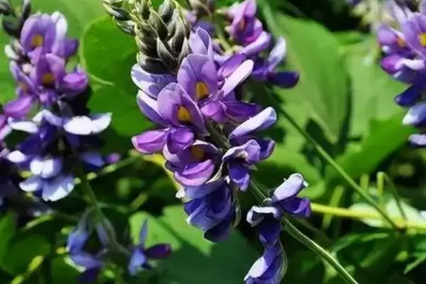 紫藤和葛花不是同一种植物原因?插图2 紫藤和葛花不是同一种植物原因?插图2