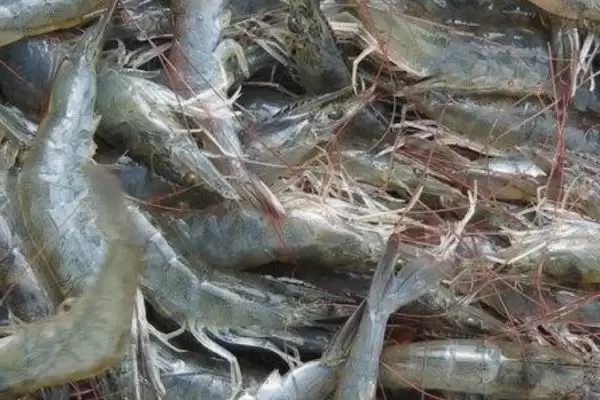 对虾得白便的处理方法,对虾得了白便应如何进行处理插图1 对虾得白便的处理方法,对虾得了白便应如何进行处理插图1