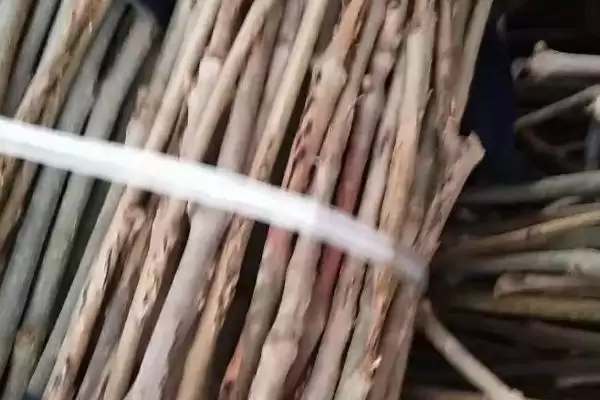 蝉卵的孵化方法和步骤是怎样呢,蝉卵怎么孵化插图1 蝉卵的孵化方法和步骤是怎样呢,蝉卵怎么孵化插图1