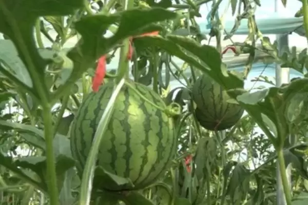 吊西瓜的种植技术要点,吊西瓜的种植技术多采用什么方法插图3 吊西瓜的种植技术要点,吊西瓜的种植技术多采用什么方法插图3