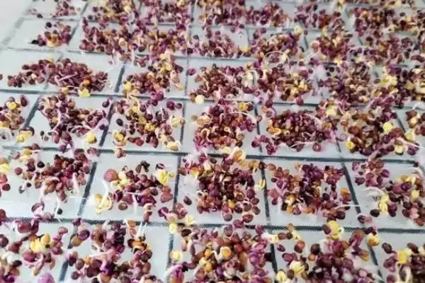 萝卜芽苗菜无土栽培如何选饱满种子?插图3 萝卜芽苗菜无土栽培如何选饱满种子?插图3