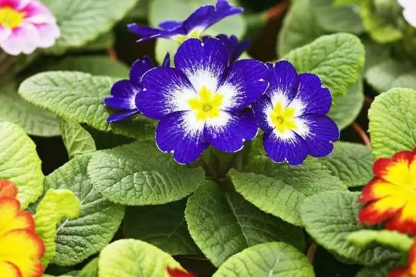 报春花的繁殖方法和方式是怎样呢,报春花的繁殖方法插图3 报春花的繁殖方法和方式是怎样呢,报春花的繁殖方法插图3