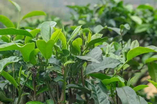 茶树采摘后如何进行管理呢,茶树采摘后的管理方法插图3 茶树采摘后如何进行管理呢,茶树采摘后的管理方法插图3