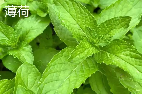 薄荷与猫薄荷有哪些方面的区别呢,薄荷与猫薄荷有什么区别插图1 薄荷与猫薄荷有哪些方面的区别呢,薄荷与猫薄荷有什么区别插图1