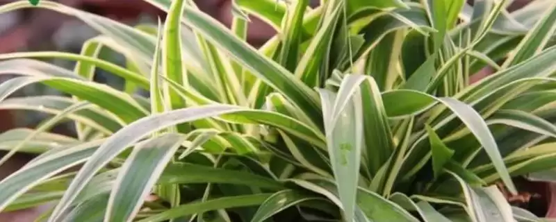 吊兰的品种数量及种类,吊兰的品种有多少常见的有哪些插图 吊兰的品种数量及种类,吊兰的品种有多少常见的有哪些插图