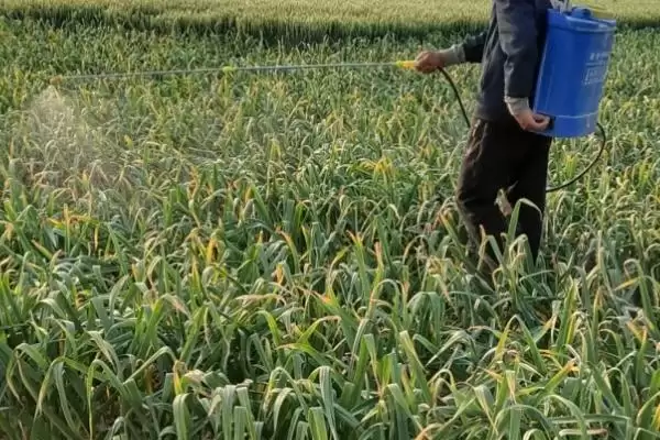 大蒜叶子发黄的原因是什么,大蒜叶子发黄插图5 大蒜叶子发黄的原因是什么,大蒜叶子发黄插图5