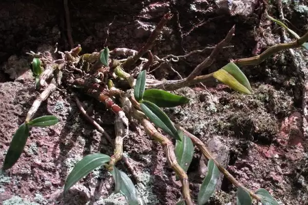 耳环石斛的基本介绍,耳环石斛一般是指哪种石斛植物插图1 耳环石斛的基本介绍,耳环石斛一般是指哪种石斛植物插图1
