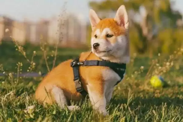 柴犬的寿命一般是多少年呢,柴犬的寿命插图4 柴犬的寿命一般是多少年呢,柴犬的寿命插图4