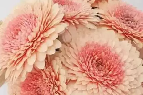 非洲菊品种种类,非洲菊主要有哪些品种种类插图2 非洲菊品种种类,非洲菊主要有哪些品种种类插图2