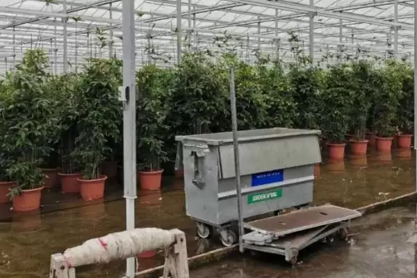 传统育种技术局限性不包括什么,传统育种技术局限性不包括插图3 传统育种技术局限性不包括什么,传统育种技术局限性不包括插图3