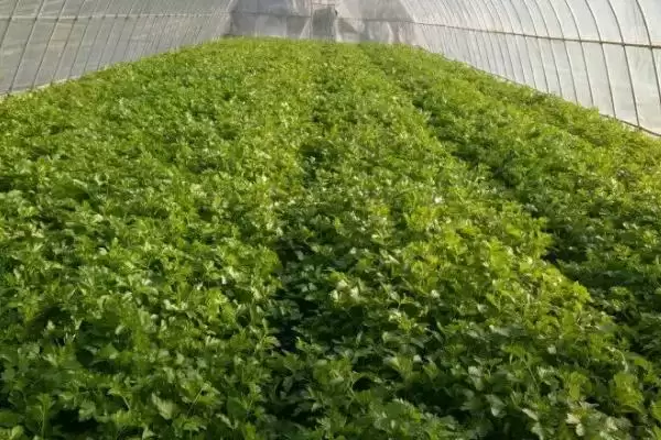 大棚芹菜生长的适宜温度是多少,大棚芹菜的生长适宜温度插图3 大棚芹菜生长的适宜温度是多少,大棚芹菜的生长适宜温度插图3