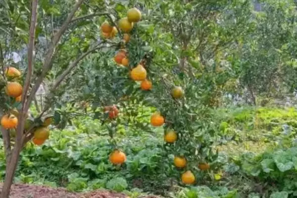 催熟剂具有怎样的作用和效果,催熟剂的作用插图3 催熟剂具有怎样的作用和效果,催熟剂的作用插图3