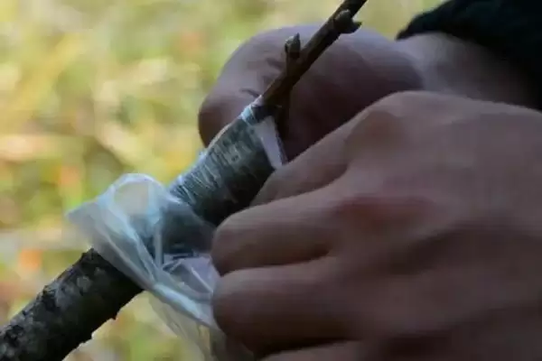 春季桃树嫁接的时间和方法是啥,春季桃树嫁接时间和方法插图2