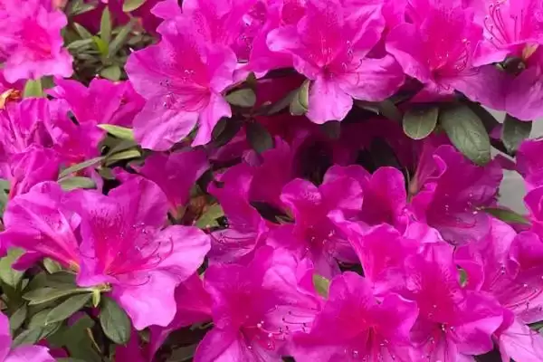 杜鹃花的寓意内涵,杜鹃花的寓意具有鸿运高照之意吗插图2