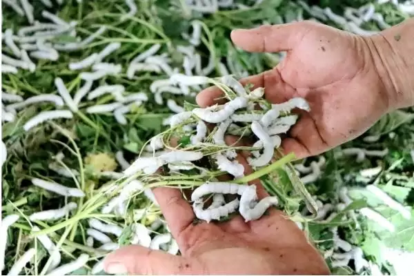 蚕一生要经历哪几个阶段呢,蚕一生要经历哪四个阶段插图1 蚕一生要经历哪几个阶段呢,蚕一生要经历哪四个阶段插图1