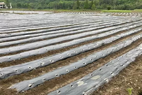 大棚地膜覆盖存在哪些误区呢,大棚地膜覆盖误区插图6 大棚地膜覆盖存在哪些误区呢,大棚地膜覆盖误区插图6