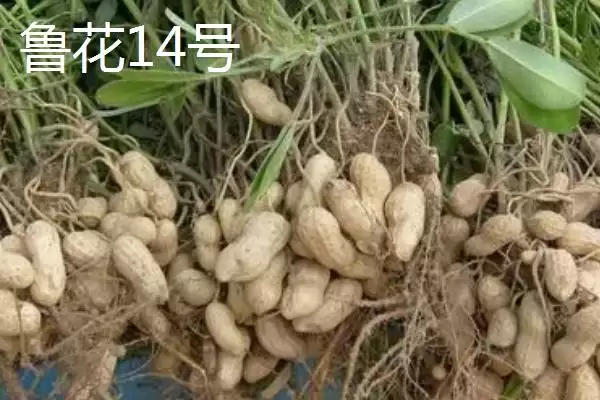 山东适合种植哪些花生高产品种?插图5 山东适合种植哪些花生高产品种?插图5