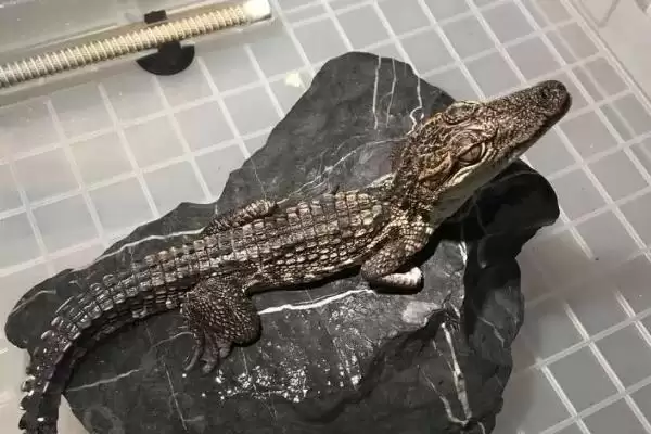 宠物鳄鱼的养殖方法和要点是啥,宠物鳄鱼的养殖方法插图2 宠物鳄鱼的养殖方法和要点是啥,宠物鳄鱼的养殖方法插图2