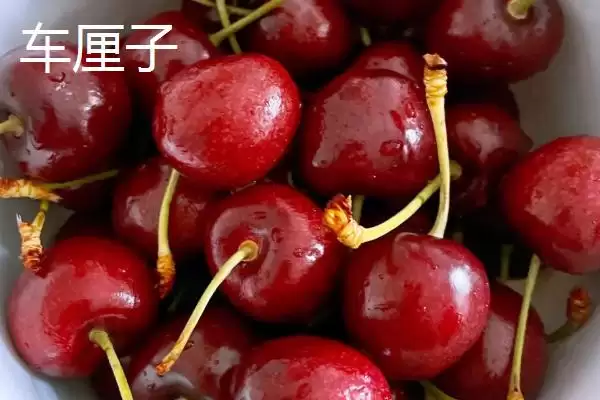 车厘子和樱桃有哪些方面的区别呢,车厘子和樱桃的区别插图1 车厘子和樱桃有哪些方面的区别呢,车厘子和樱桃的区别插图1