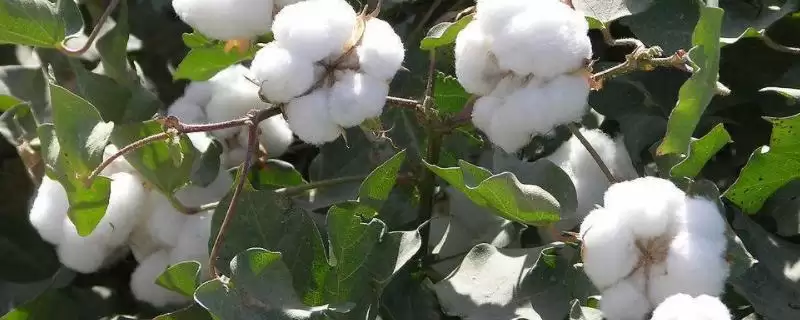 春棉转基因杂交品种中棉1279棉花种子特征全解插图 春棉转基因杂交品种中棉1279棉花种子特征全解插图