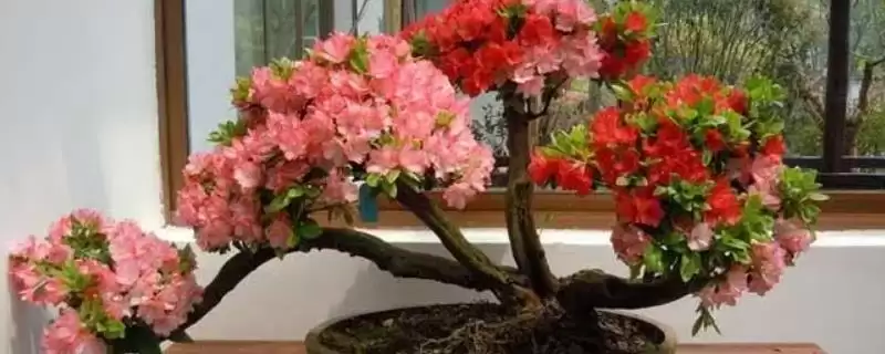 杜鹃花夏季枯萎的处理,杜鹃花夏季枯萎应如何进行处理插图 杜鹃花夏季枯萎的处理,杜鹃花夏季枯萎应如何进行处理插图