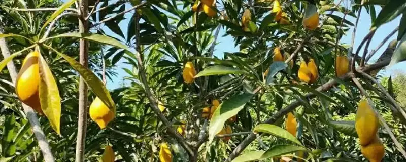 蛋黄果的种植前景分析,蛋黄果的种植前景市场和效益如何插图 蛋黄果的种植前景分析,蛋黄果的种植前景市场和效益如何插图