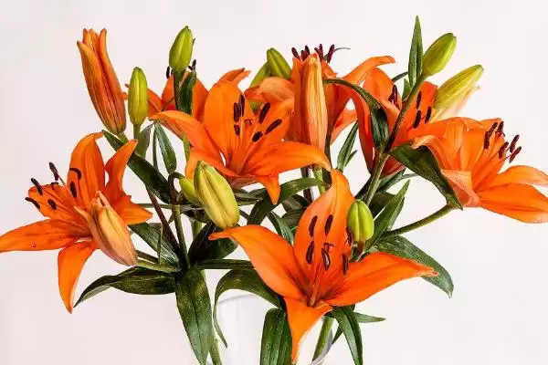 橙色百合花有什么寓意和象征呢,橙色百合花的寓意插图2 橙色百合花有什么寓意和象征呢,橙色百合花的寓意插图2