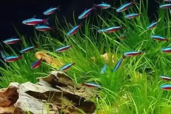 灯鱼养殖的打氧情况,灯鱼要不要进行打氧的操作插图6 灯鱼养殖的打氧情况,灯鱼要不要进行打氧的操作插图6