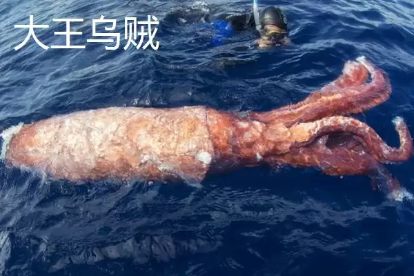 飞乌贼的产地分布,飞乌贼的产地主要在哪些地方插图3 飞乌贼的产地分布,飞乌贼的产地主要在哪些地方插图3